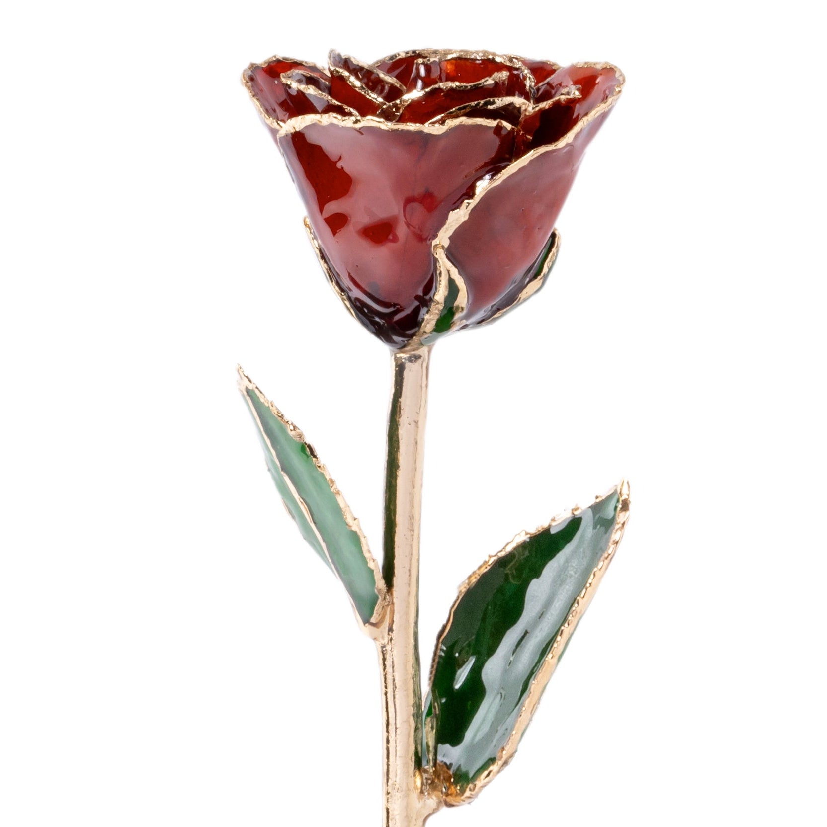 Red rose with gold stem on a white background