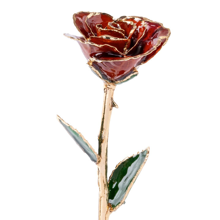 Red rose with gold accents on a white background